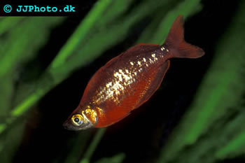 Red Rainbowfish