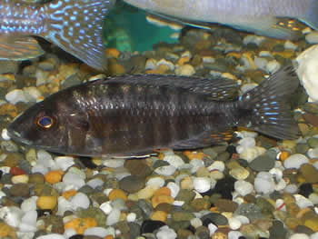 Aulonocara stuartgranti sp. Chilumba female