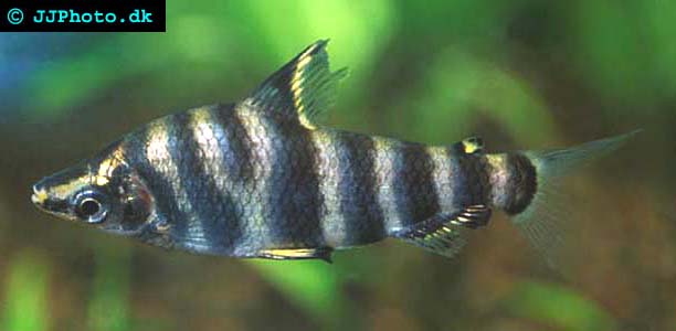 Marmorerad bottentittare 