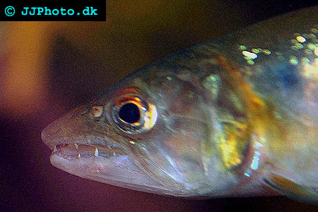Acestrorhynchus falcatus
