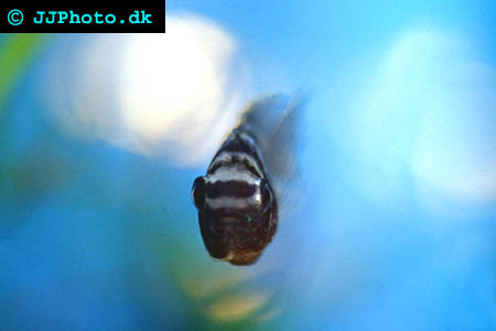 Aequidens pulcher