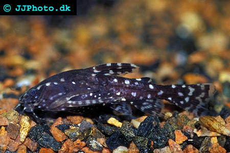 Agamyxis pectinifrons - Prickig knorrmal