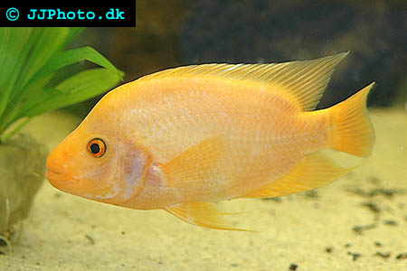 ung Amphilophus citrinellus - Citronciklid