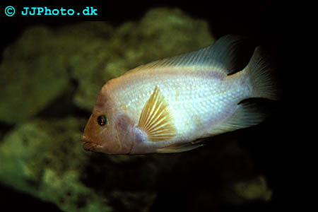 Red Devil - Amphilophus labiatus