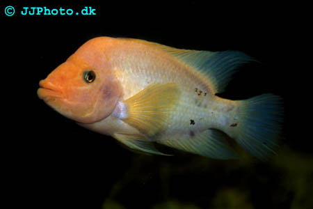 Red Devil - Amphilophus labiatus