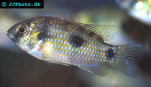 Anomalochromis thomasi - Afrikansk fjärilsciklid