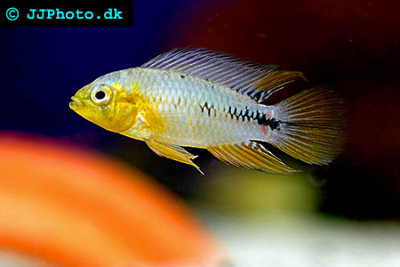 Apistogramma borellii - Gul dvärgciklid
