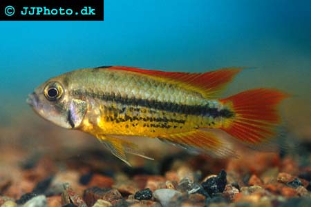 Apistogramma cacatuoides female - Cockatoo Dwarf Cichlid female picture