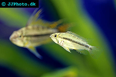 Apistogramma cacatuoides