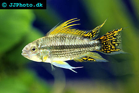 Apistogramma cacatuoides