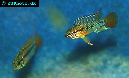 Apistogramma viejita