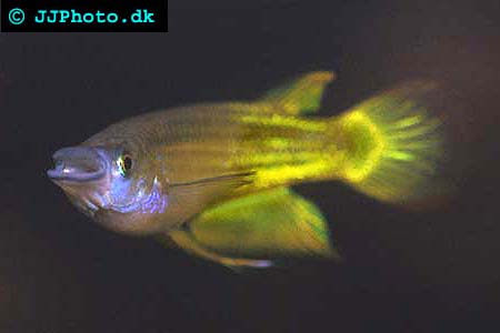 Aplocheilus lineatus hane