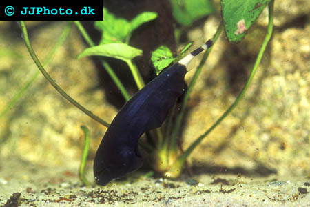 knivfisk black ghost