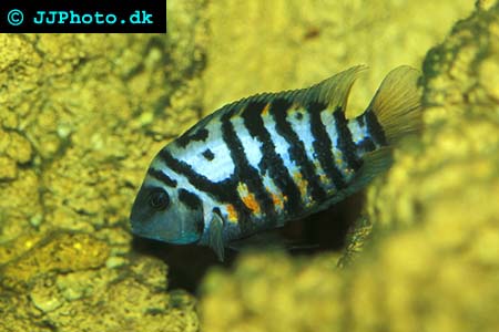 Zebra ciklid.