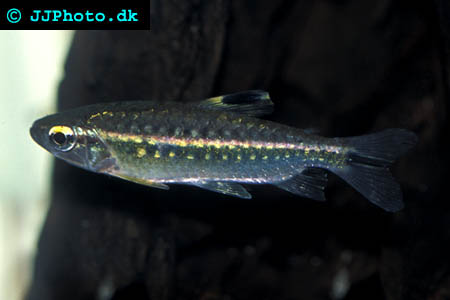 Arnoldichthys spilopterus - Arnold's rödögon tetra hona