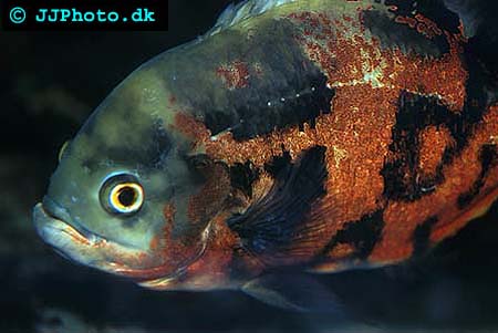 Oscar 