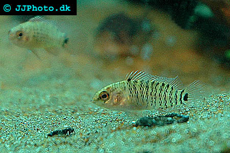 Badis badis picture