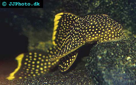 L018 Golden Nugget Pleco - baryancistrus sp