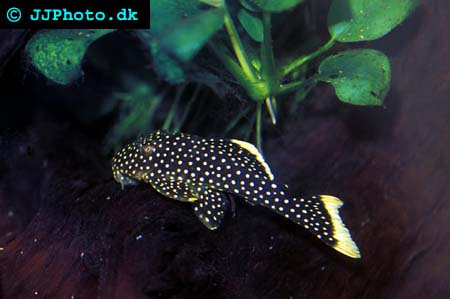 baryancistrus sp Golden nugget Pleco L018 picture