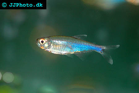 Boehlkea fredcochui