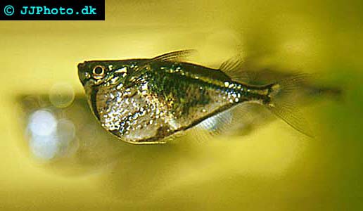 Marmorbilbuksfisk