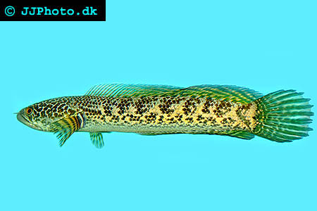 Orangefläckig Ormhuvudsfisk