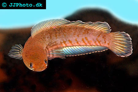  Regnbågsormhuvudfisk