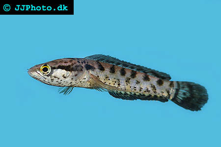 Dwarf Snakehead - Channa lucius picture