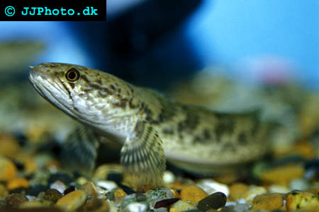 Gyllene ormhuvudsfisk