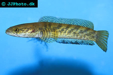 Gyllene ormhuvudsfisk