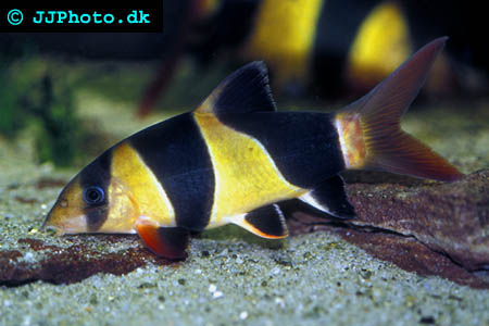  Chromobotia macracanthus bild