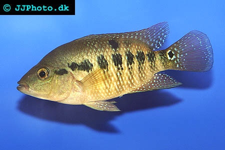 Cichlasoma festae