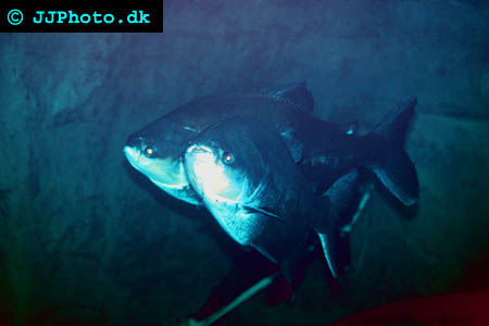 Svart Pacu 