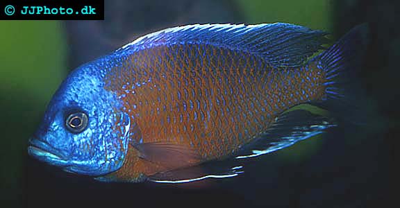 Kadango Ciklid