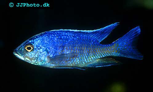 Copadichromis azureus 