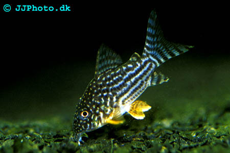 Sterbas pansarmal 