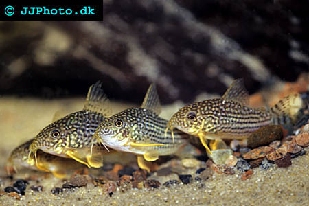 Sterbas pansarmal - Corydoras sterbai