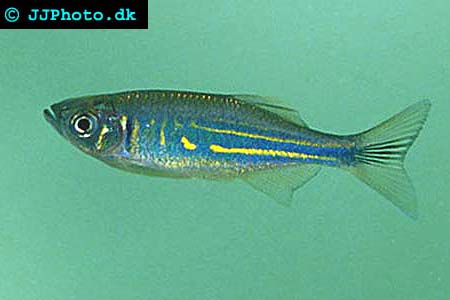 Danio aequipinnatuso - Jätte Danio