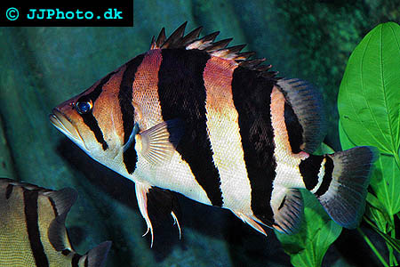 Datnoides microlepis