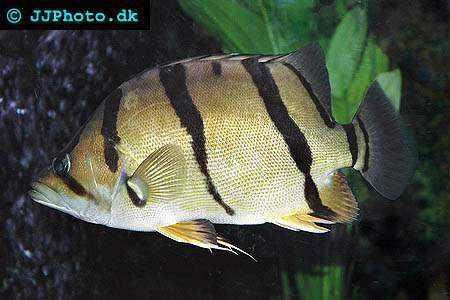 Datnoides undecimradiatus 
