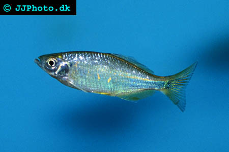 Devario devario - Bengal danio picture