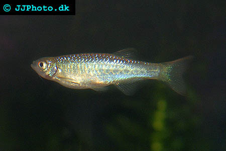  Bengal danio - Devario devario picture