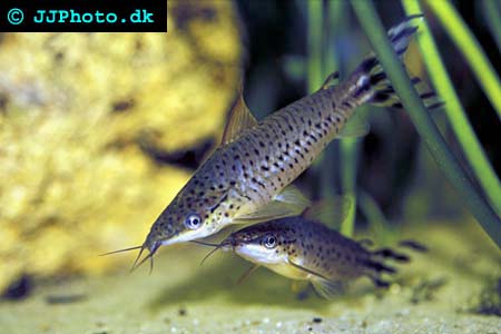 Dianema urostriatum - Flaggstjärtsmal