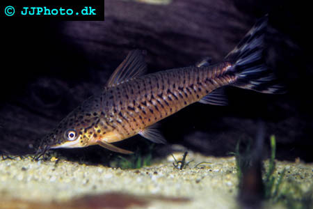 Flaggstjärtsmal - Dianema urostriatum picture