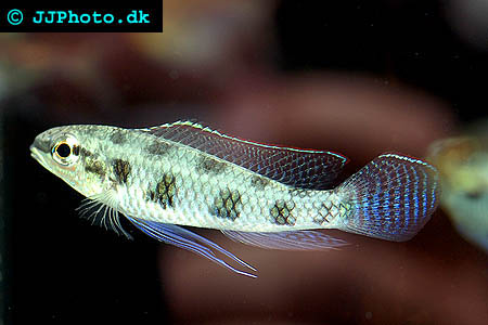 Spadstjärtad schackbrädesciklid  /  Dicrossus maculatus
