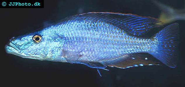 Dimidiochromis compressiceps