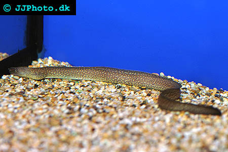  Gymnothorax tile – sötvattesmuräna