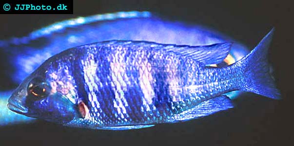 Haplochromis phenochilus