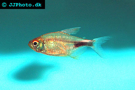 Kilfläckstetra
