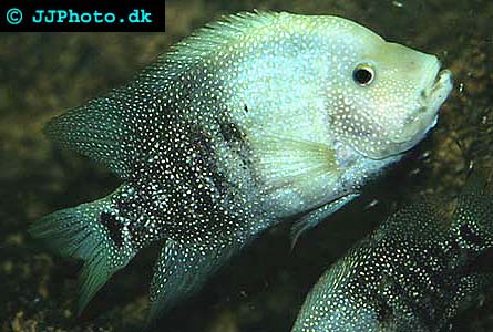 Texasciklid